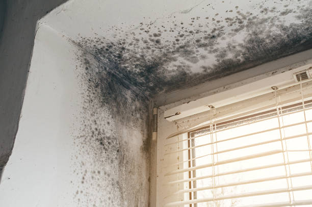 Affordable Basement Mold Removal solutions in Cherry Hill, VA