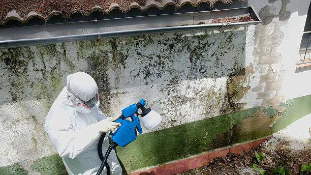 Top rated local Basement Mold Removal specialists in Cherry Hill, VA